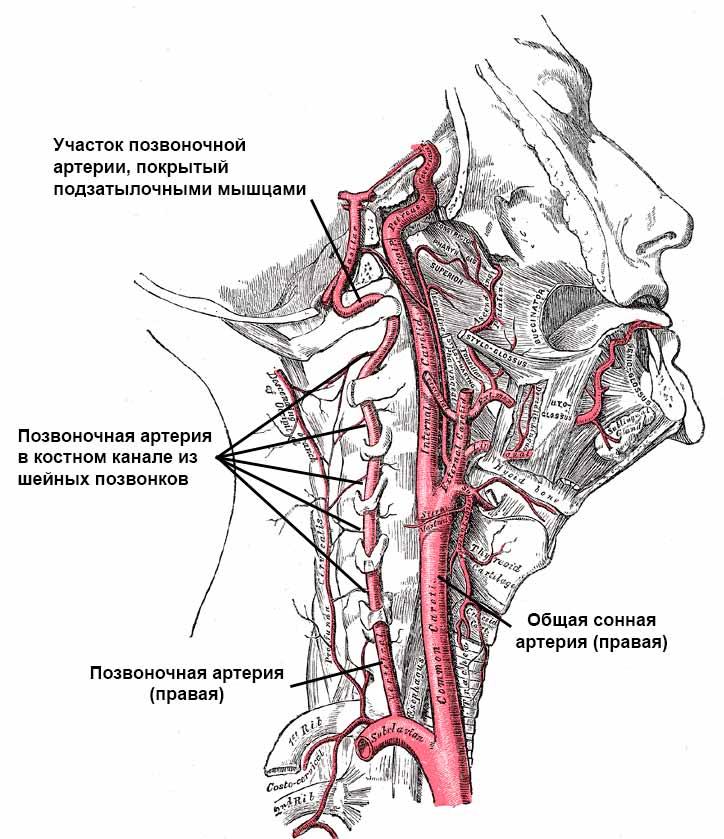 pozvonochnaya arteriya